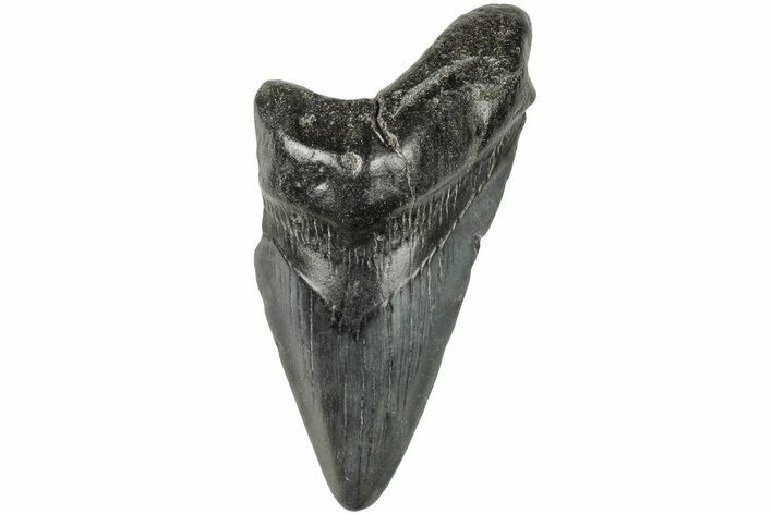 Partial, Fossil Megalodon Tooth #194051